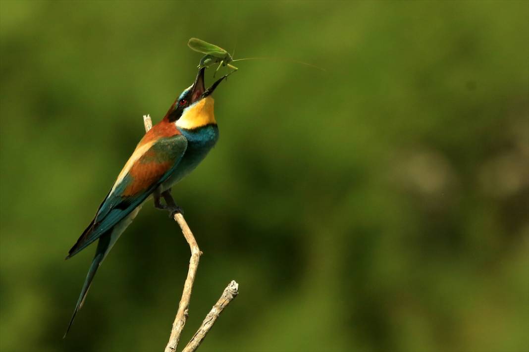 Yazın habercileri döndü! Konya semaları tuvale dönüştü 3